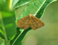 صورة Idaea serpentata Hüfnagel 1767