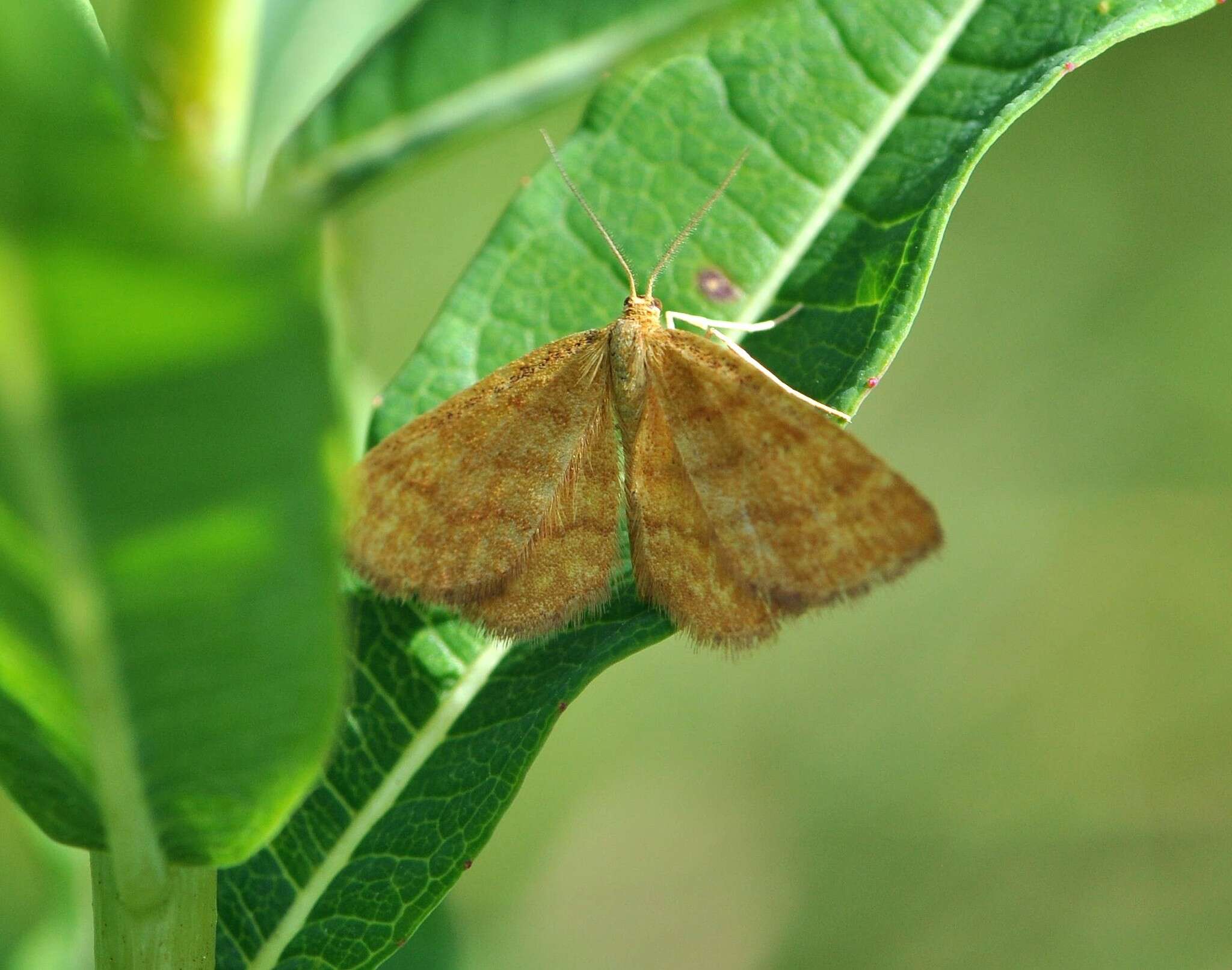 صورة Idaea serpentata Hüfnagel 1767