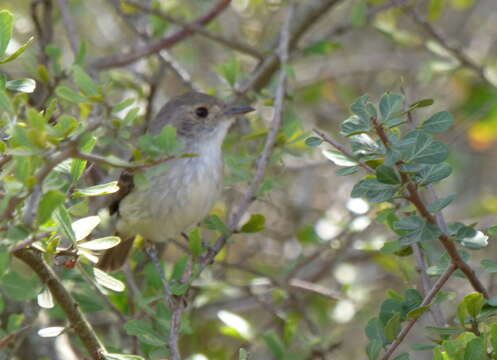 Image of Tawny-crowned Pygmy Tyrant