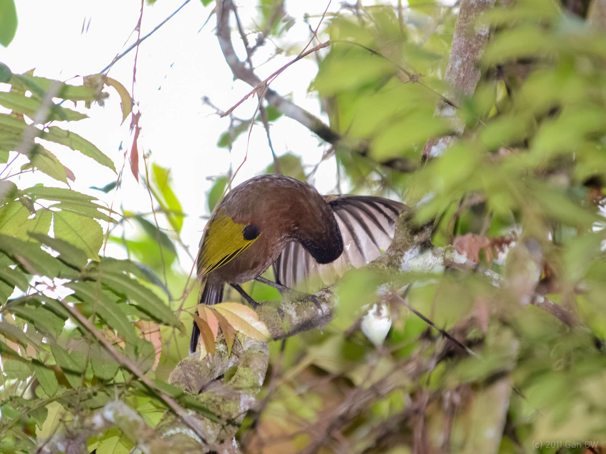 Image of Malayan Laughingthrush