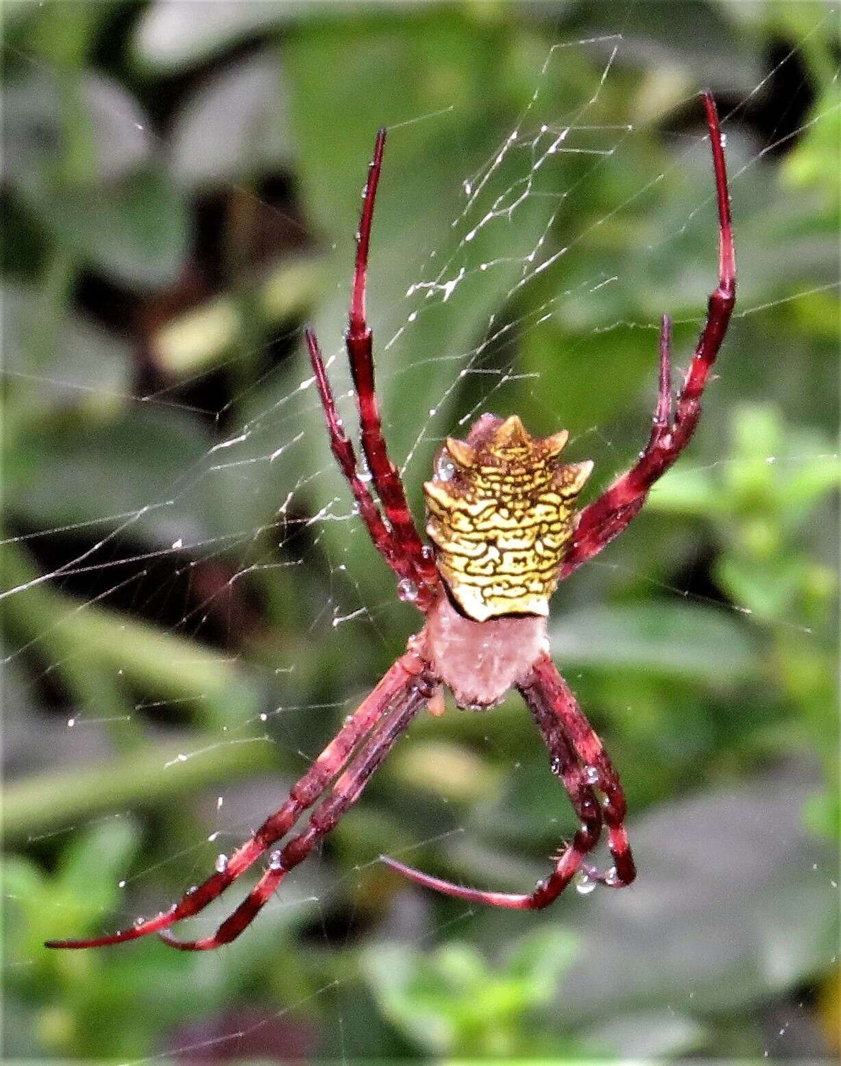 Image of Argiope levii Bjørn 1997