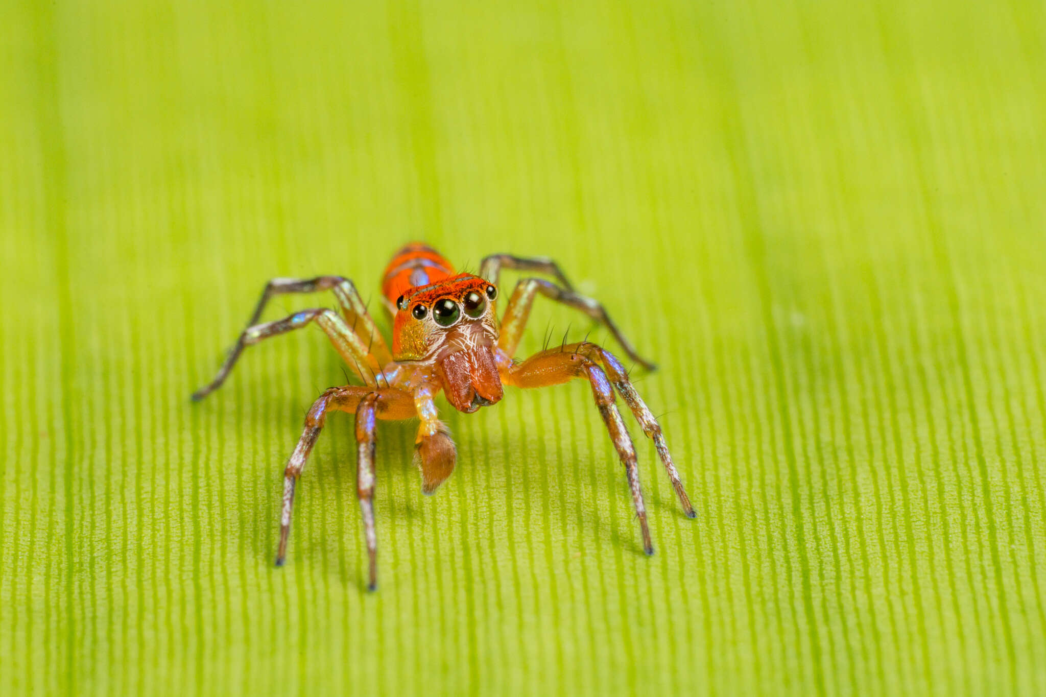 Image of Cosmophasis ambonensis