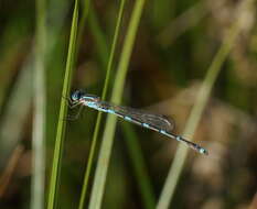 Image de Austrolestes leda (Selys 1862)