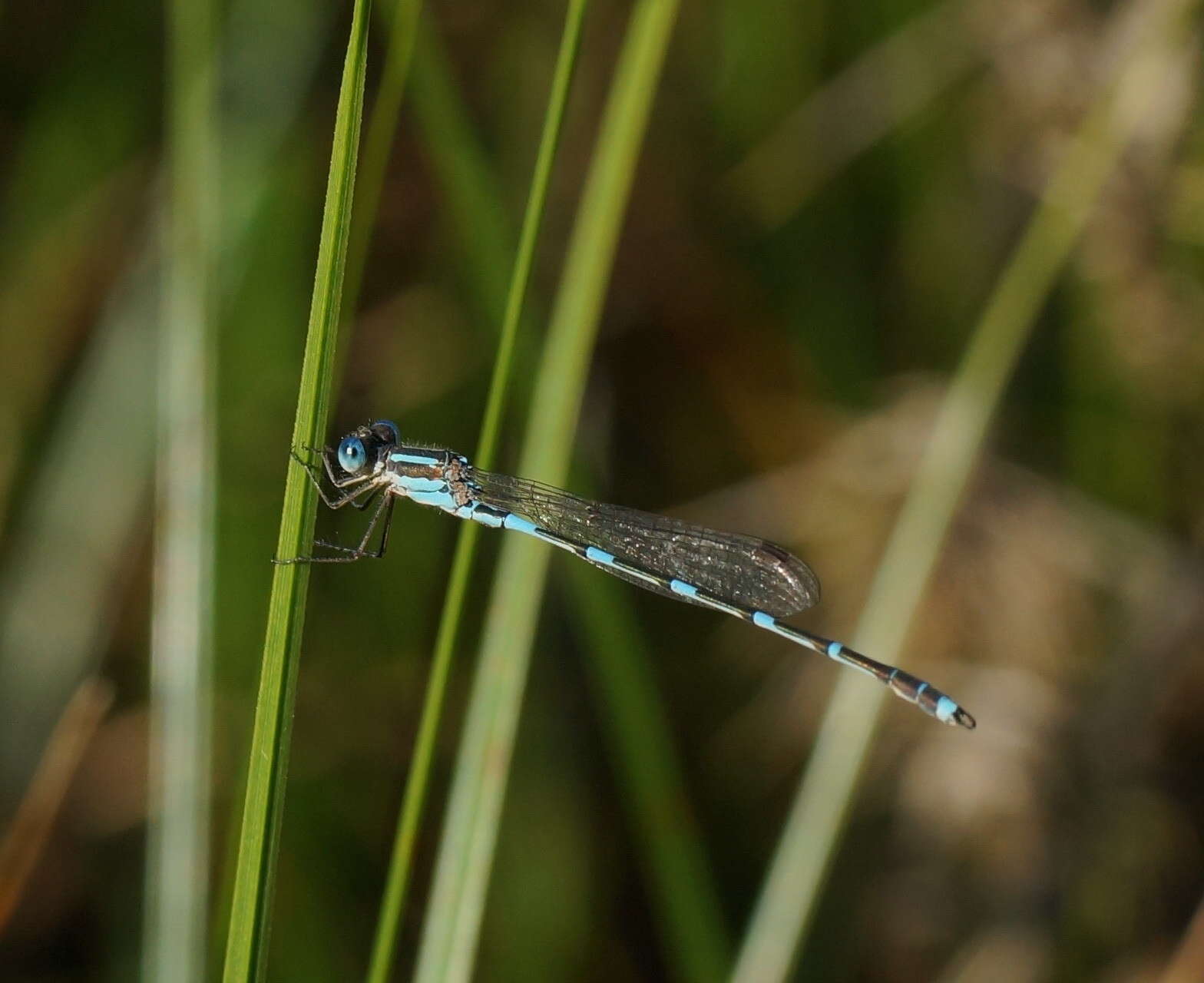 Plancia ëd Austrolestes leda (Selys 1862)