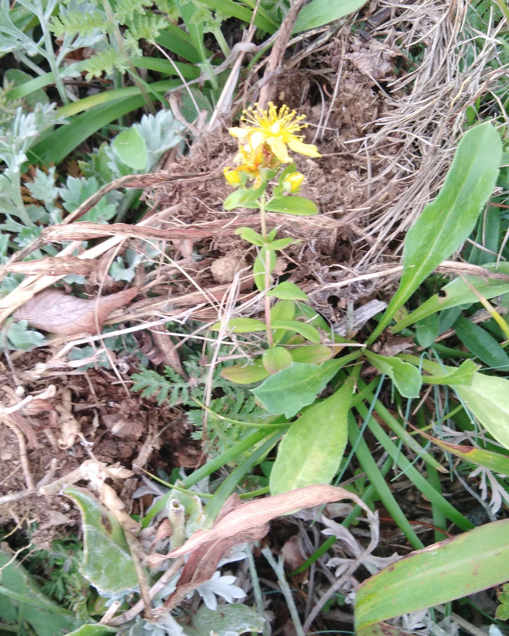 Image de Hypericum attenuatum Fisch. ex Choisy