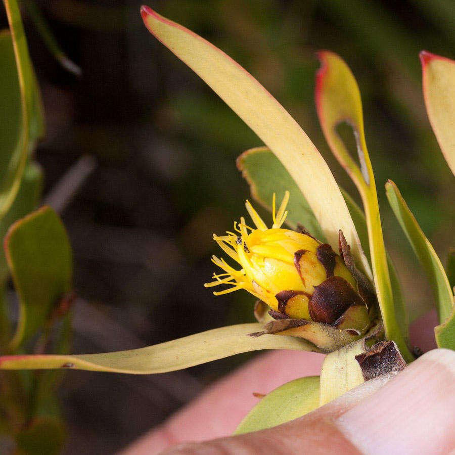 Image de Leucadendron sessile R. Br.