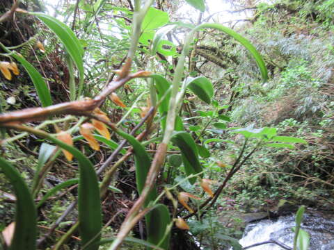 Image de Epidendreae