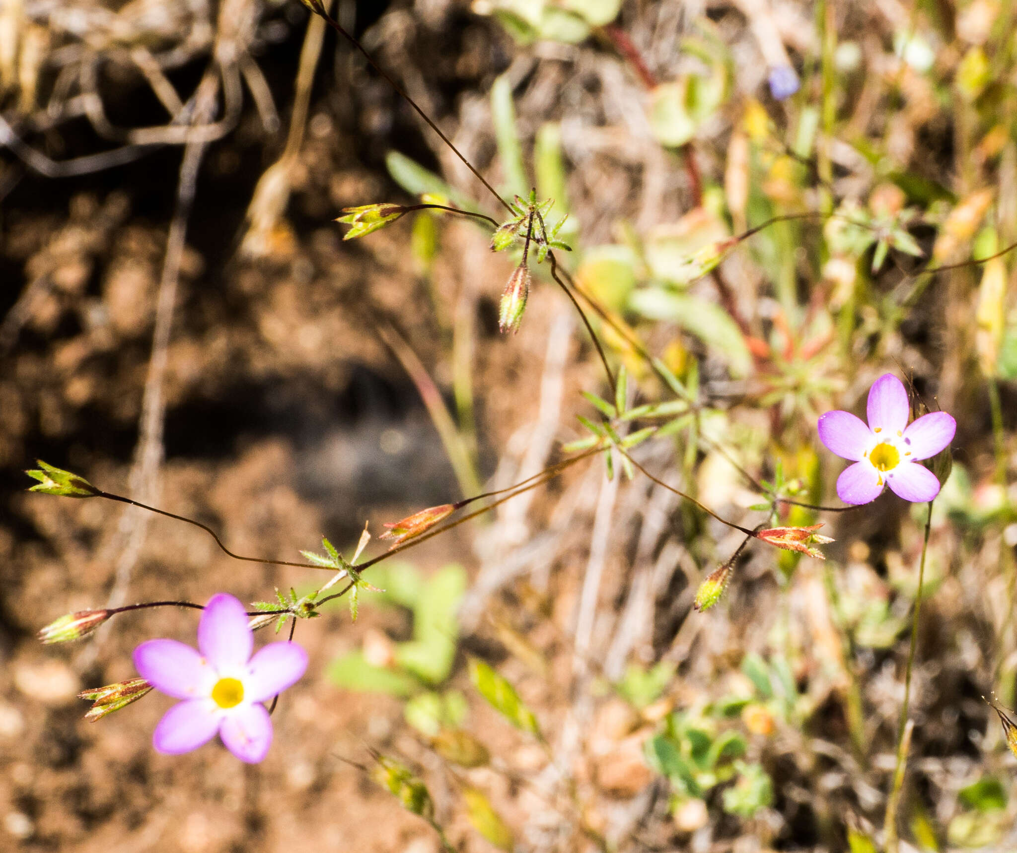 Image of serpentine linanthus