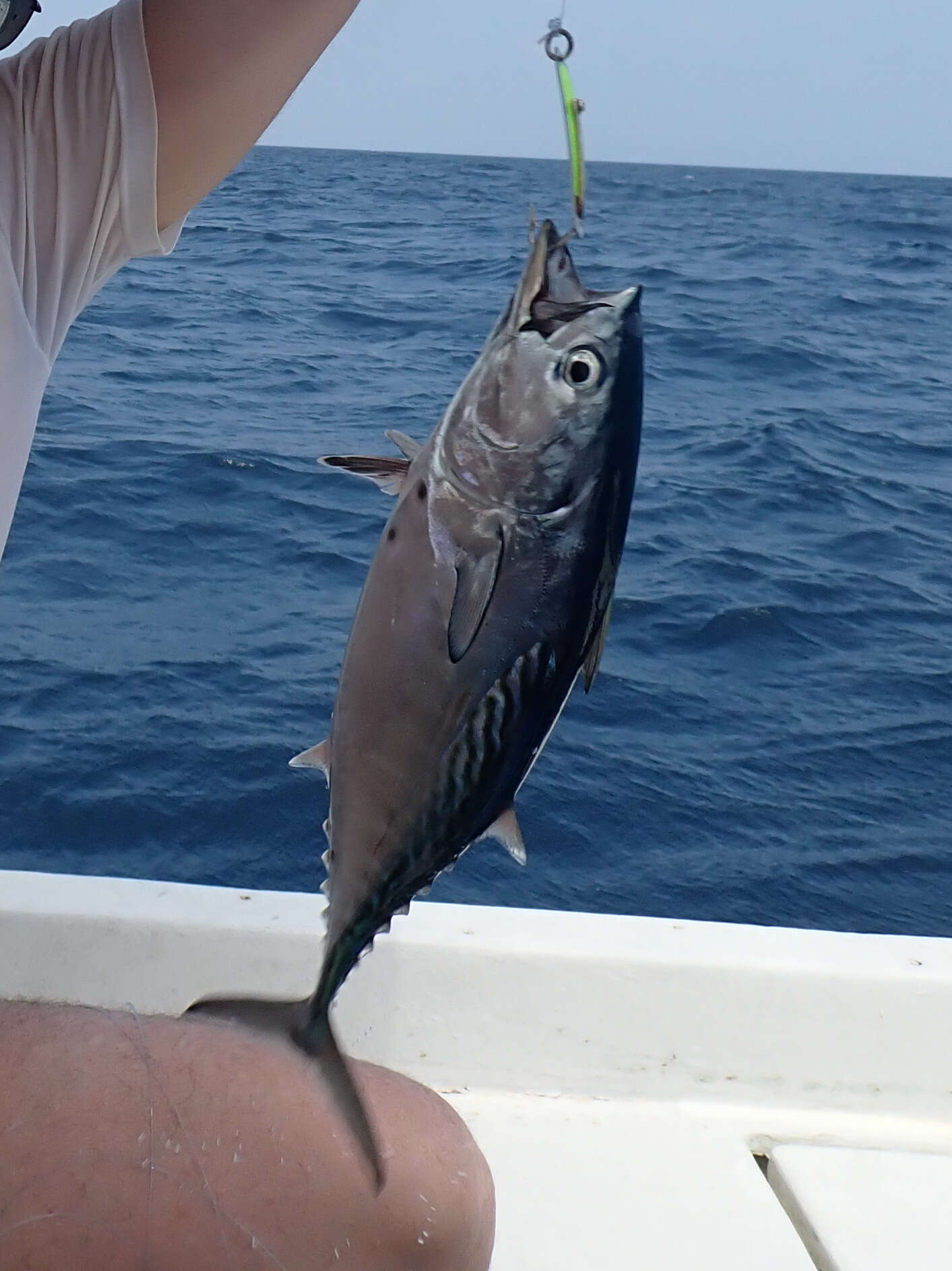 Image of Bonito