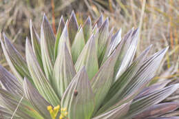 Image of Orectanthe sceptrum (Oliv.) Maguire