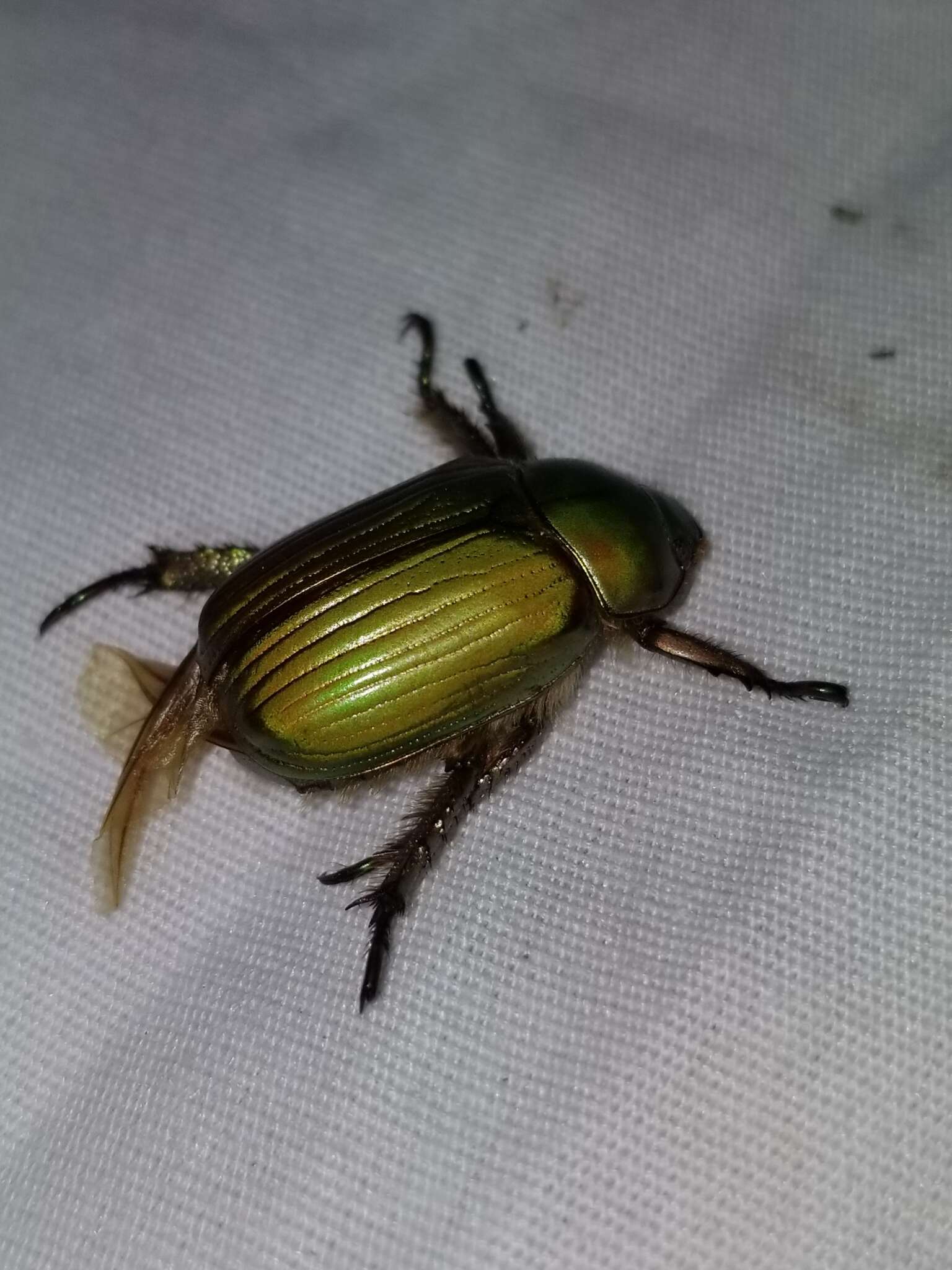 Imagem de Chrysina lecontei (Horn 1882)