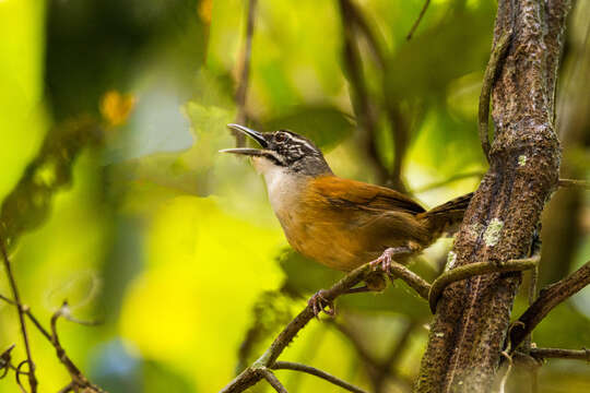 Image of Moustached Wren