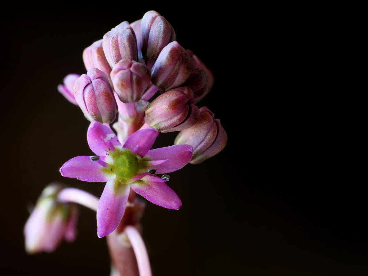 Слика од Ledebouria cooperi (Hook. fil.) Jessop