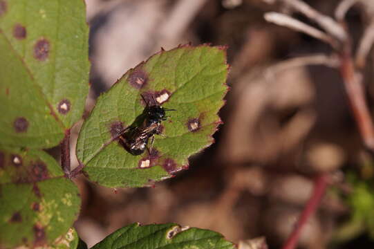 Ceratina cucurbitina (Rossi 1792)的圖片