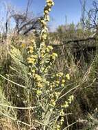 Image of Copperweed