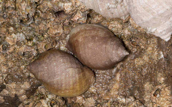 Image of Dog whelk