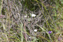 Image of California plumeseed