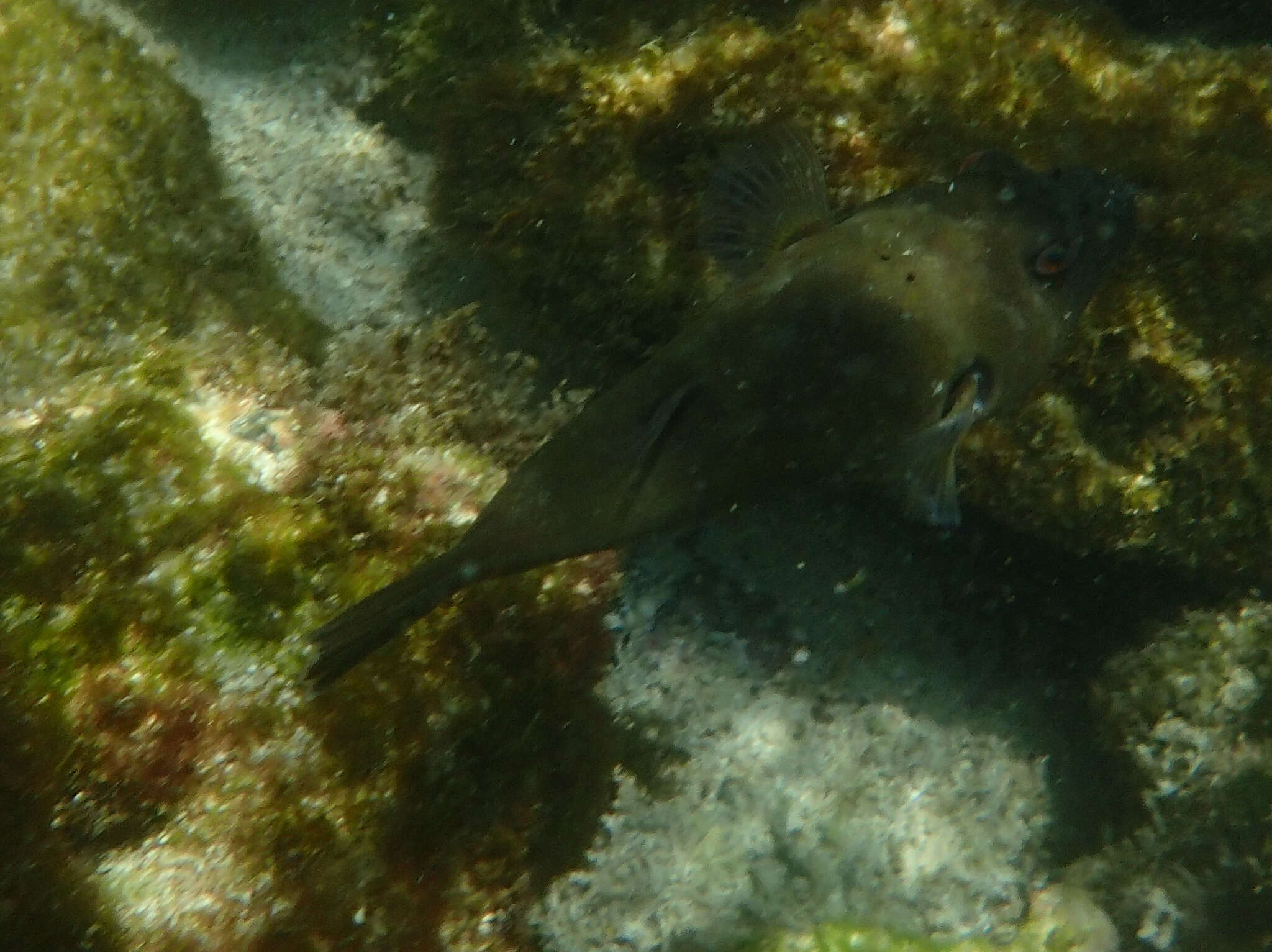 Image of Galapagos puffer