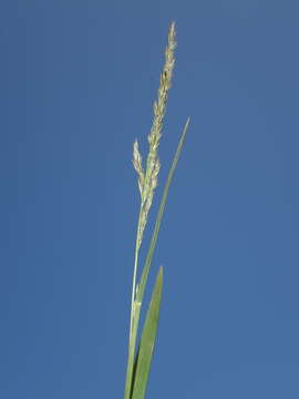 Plancia ëd Muhlenbergia frondosa (Poir.) Fernald