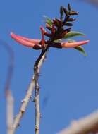 Image of Erythrina goldmanii Standl.