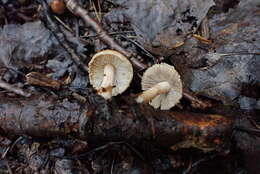 Image of Inocybe fuscescentipes Kühner 1988