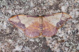 صورة Idaea ostrinaria