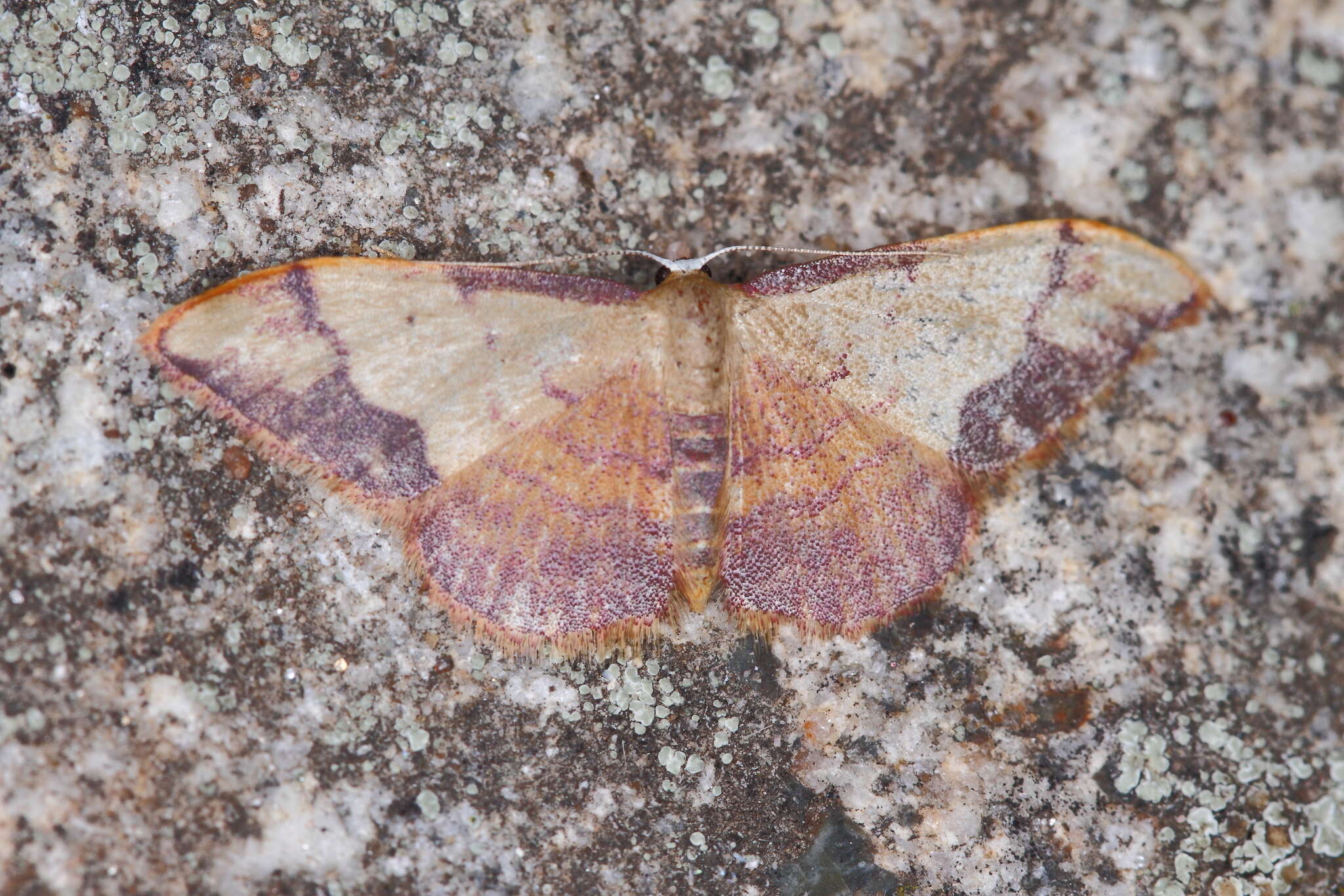 Image de Idaea ostrinaria