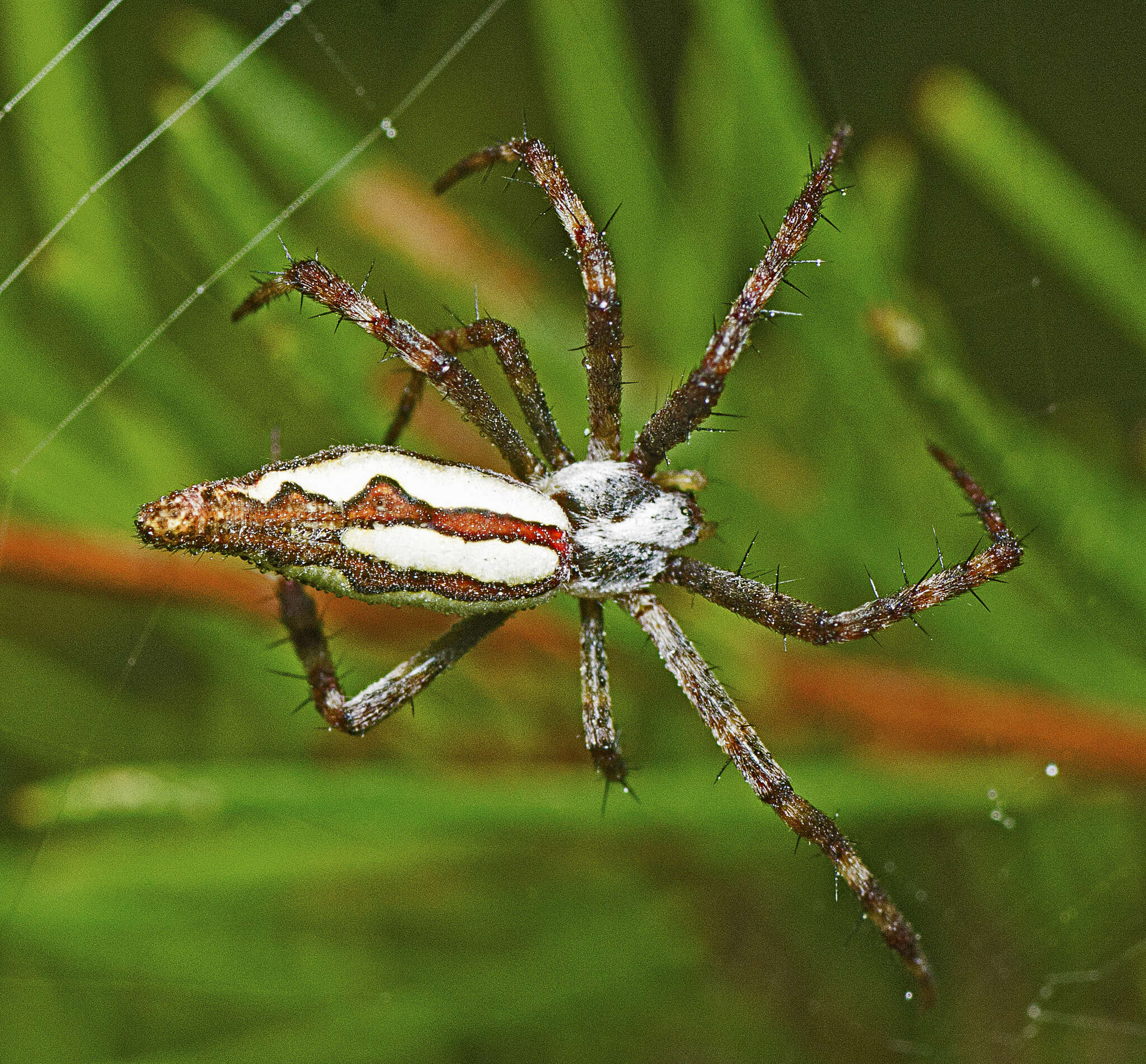 Image of Argiope probata Rainbow 1916