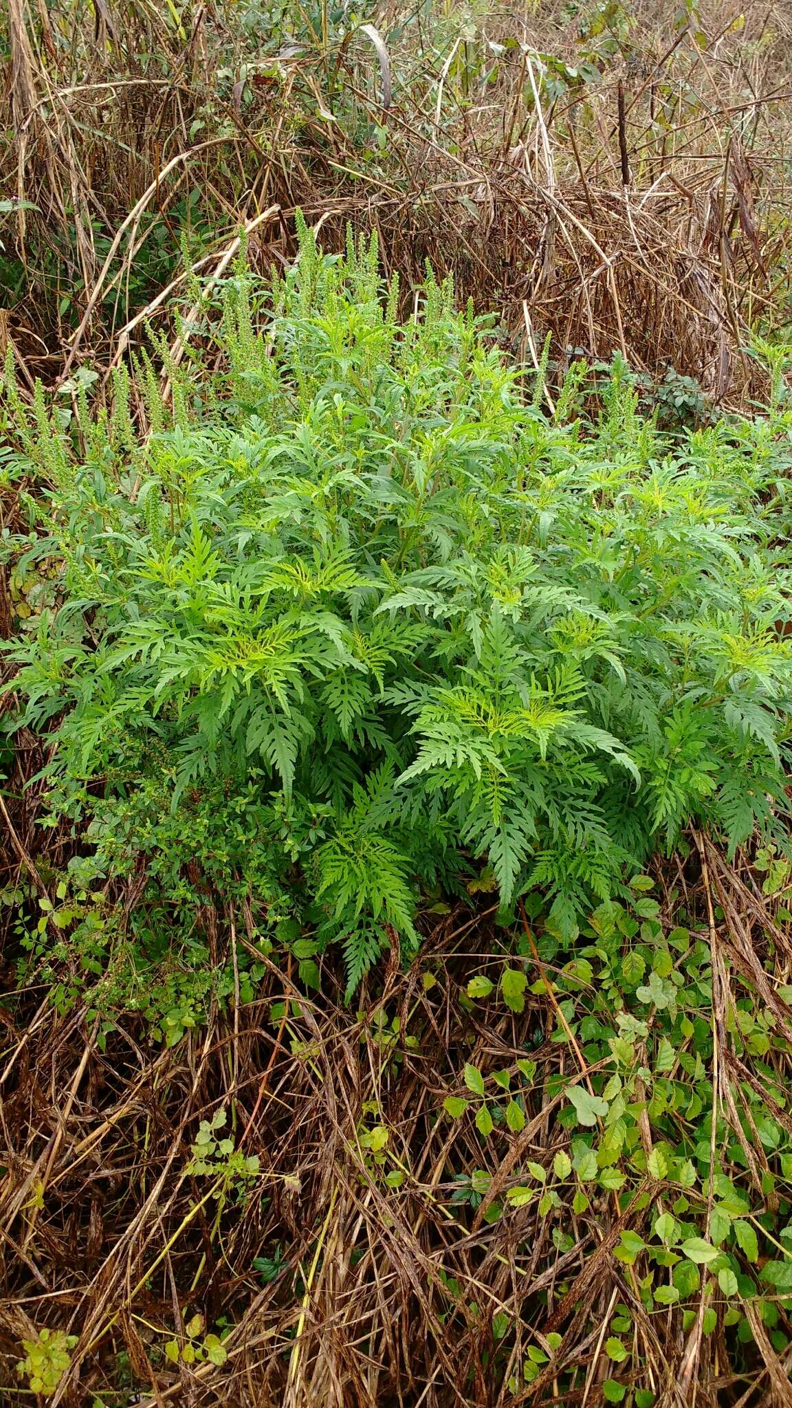 Image of annual ragweed