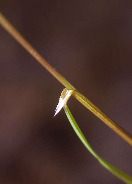 Image of ferngrass