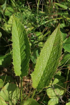 Saussurea acuminata Turcz. ex Fisch. & C. A. Mey.的圖片