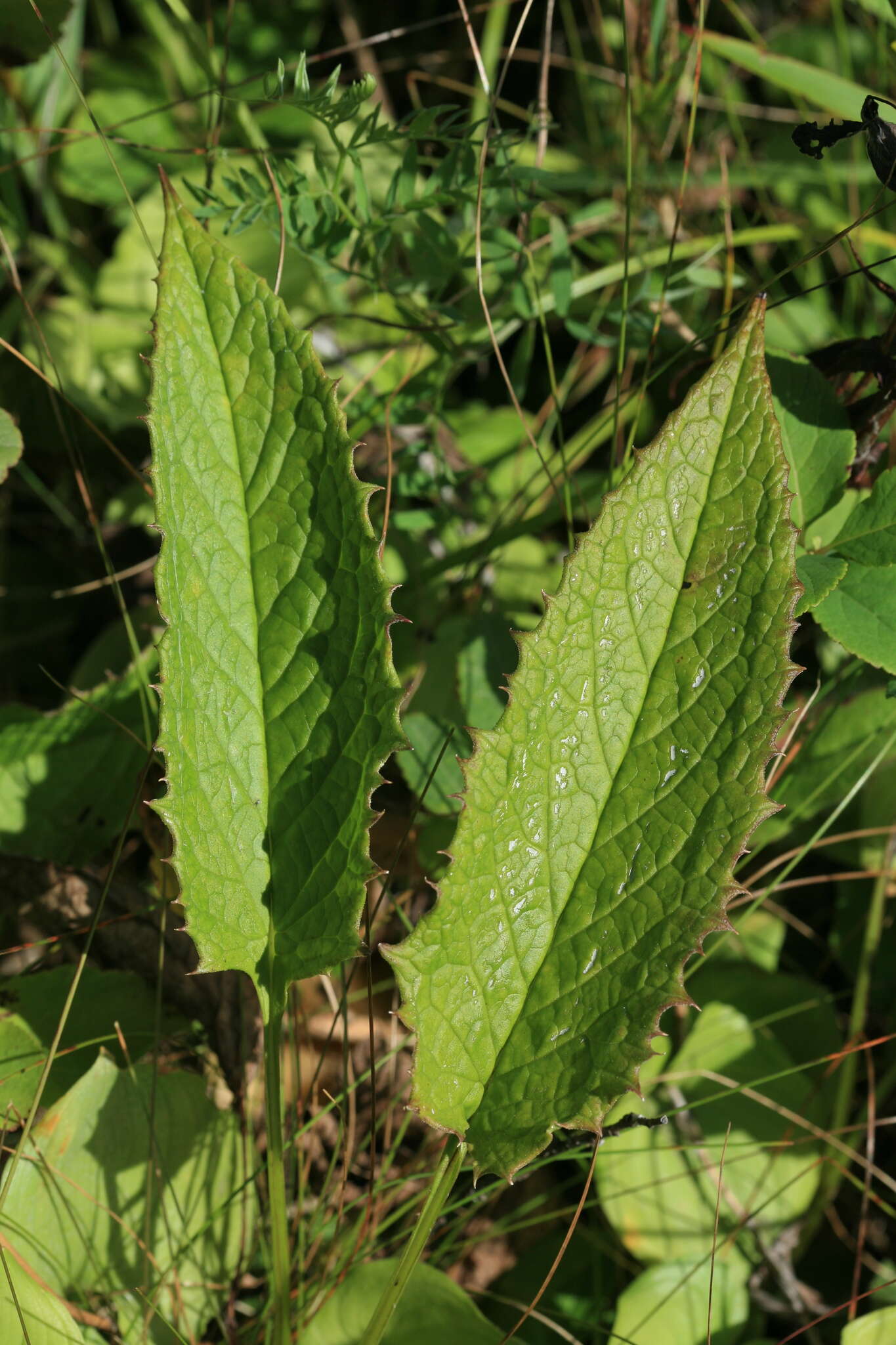 Saussurea acuminata subsp. sachalinensis (F. Schmidt) Kitam.的圖片