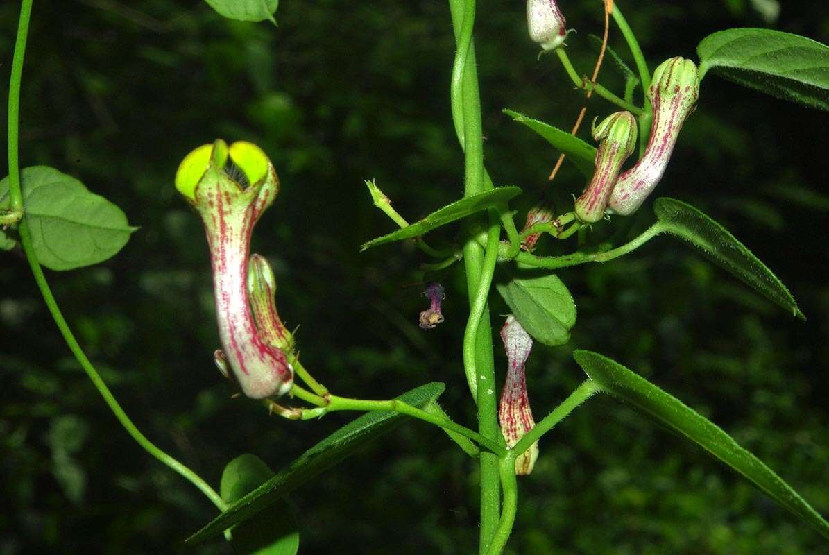 Sivun Ceropegia carnosa E. Mey. kuva