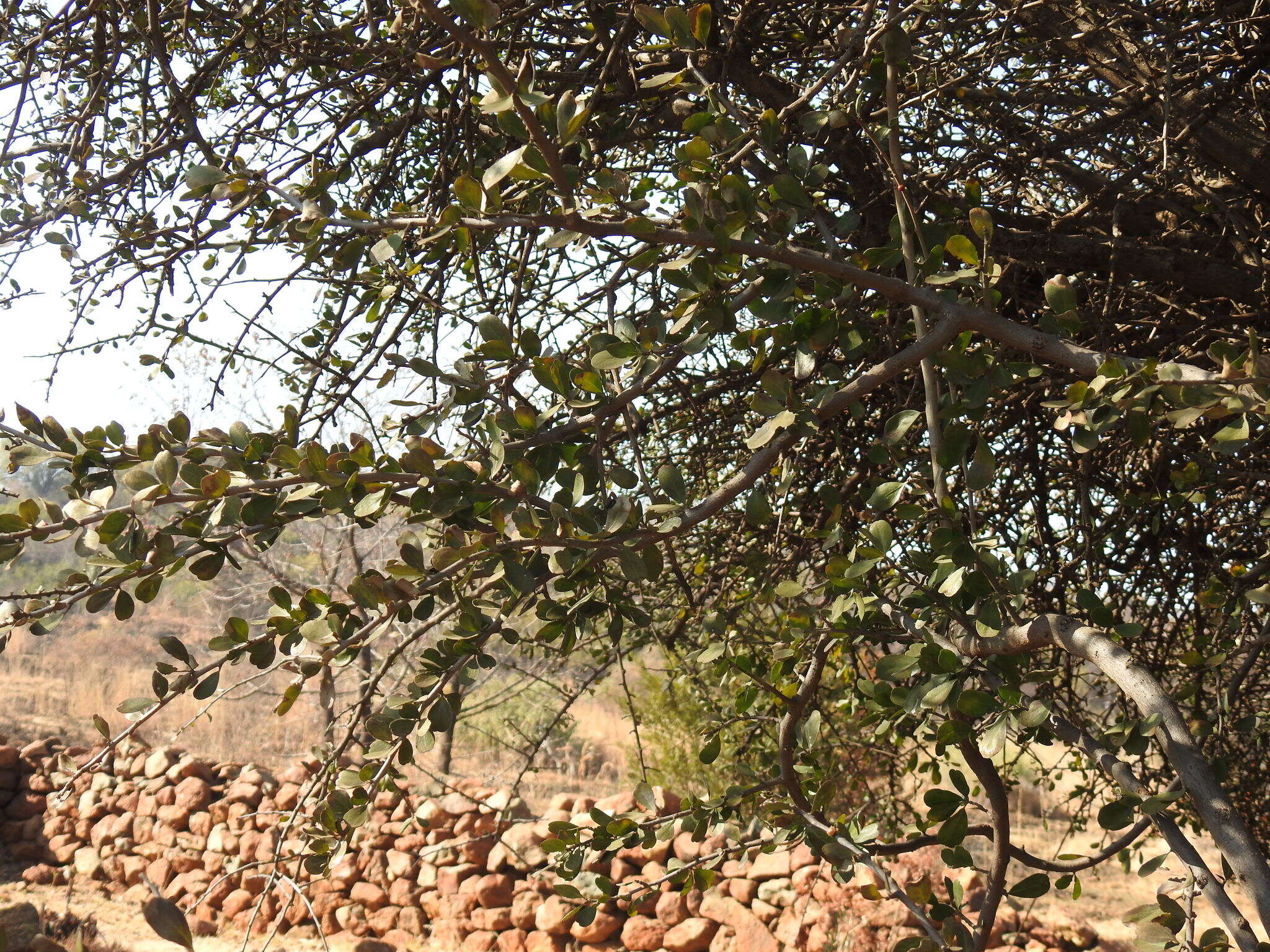 Image of Ehretia rigida subsp. nervifolia Retief & A. E. van Wyk