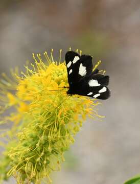 Image of <i>Alypiodes geronimo</i>