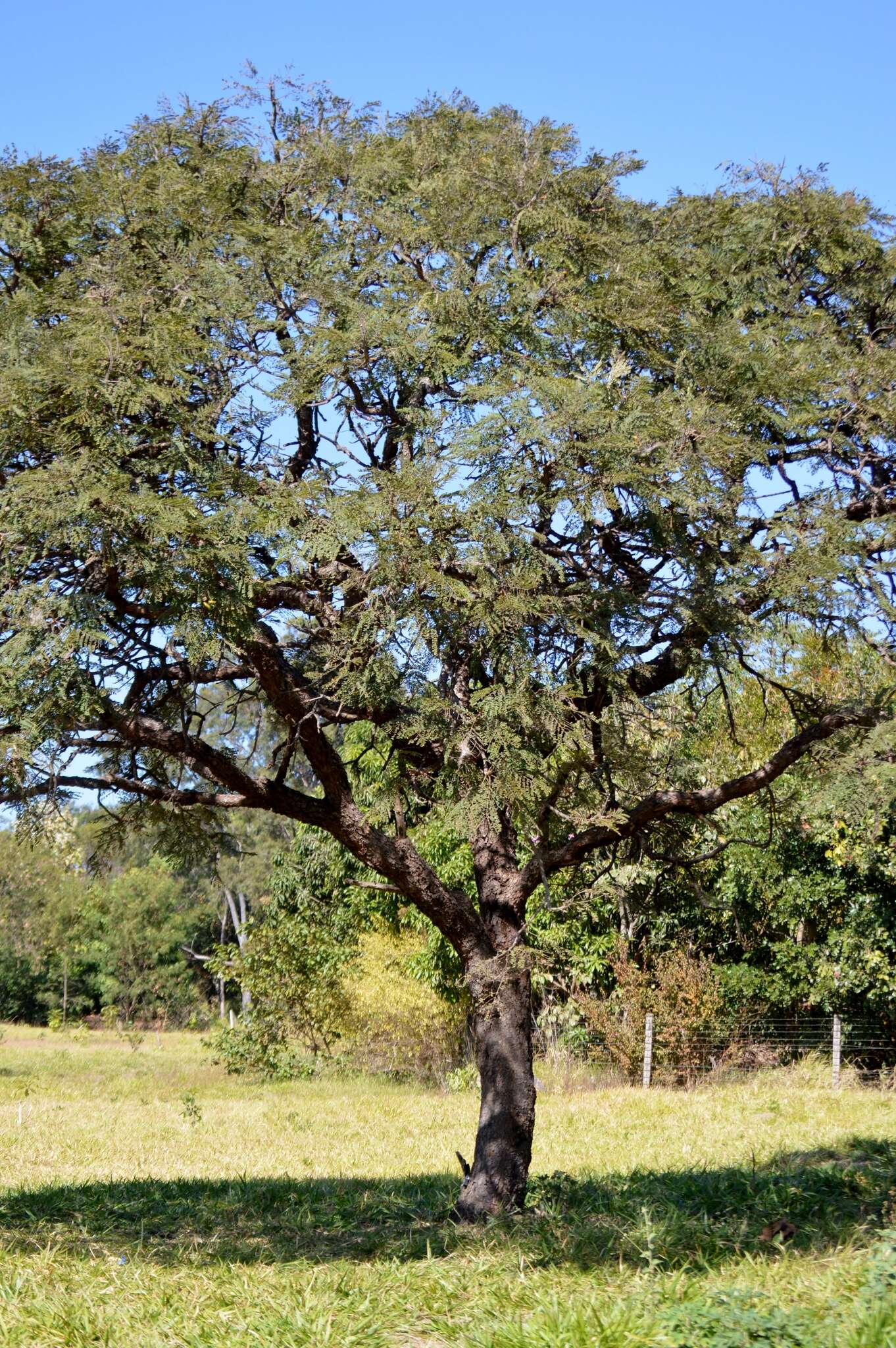 Image of Dimorphandra mollis Benth.