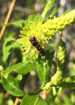 صورة Parasyrphus annulatus (Zetterstedt 1838)