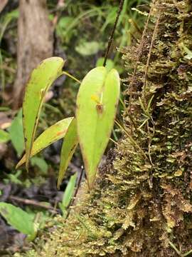 Image of Pleurothallis rhodoglossa Schltr.