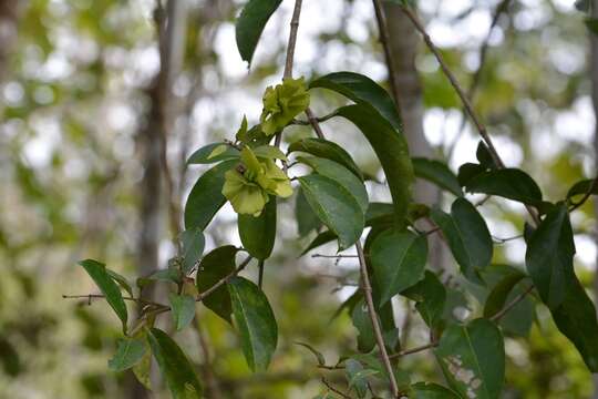 Image of Psychopterys multiflora (Nied.) W. R. Anderson & S. Corso