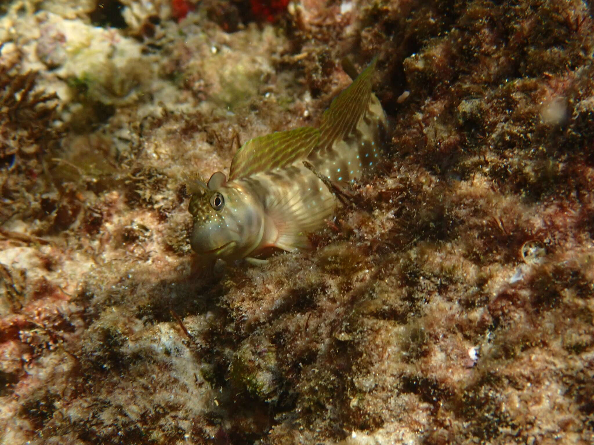 Image of Peacock Rockskipper