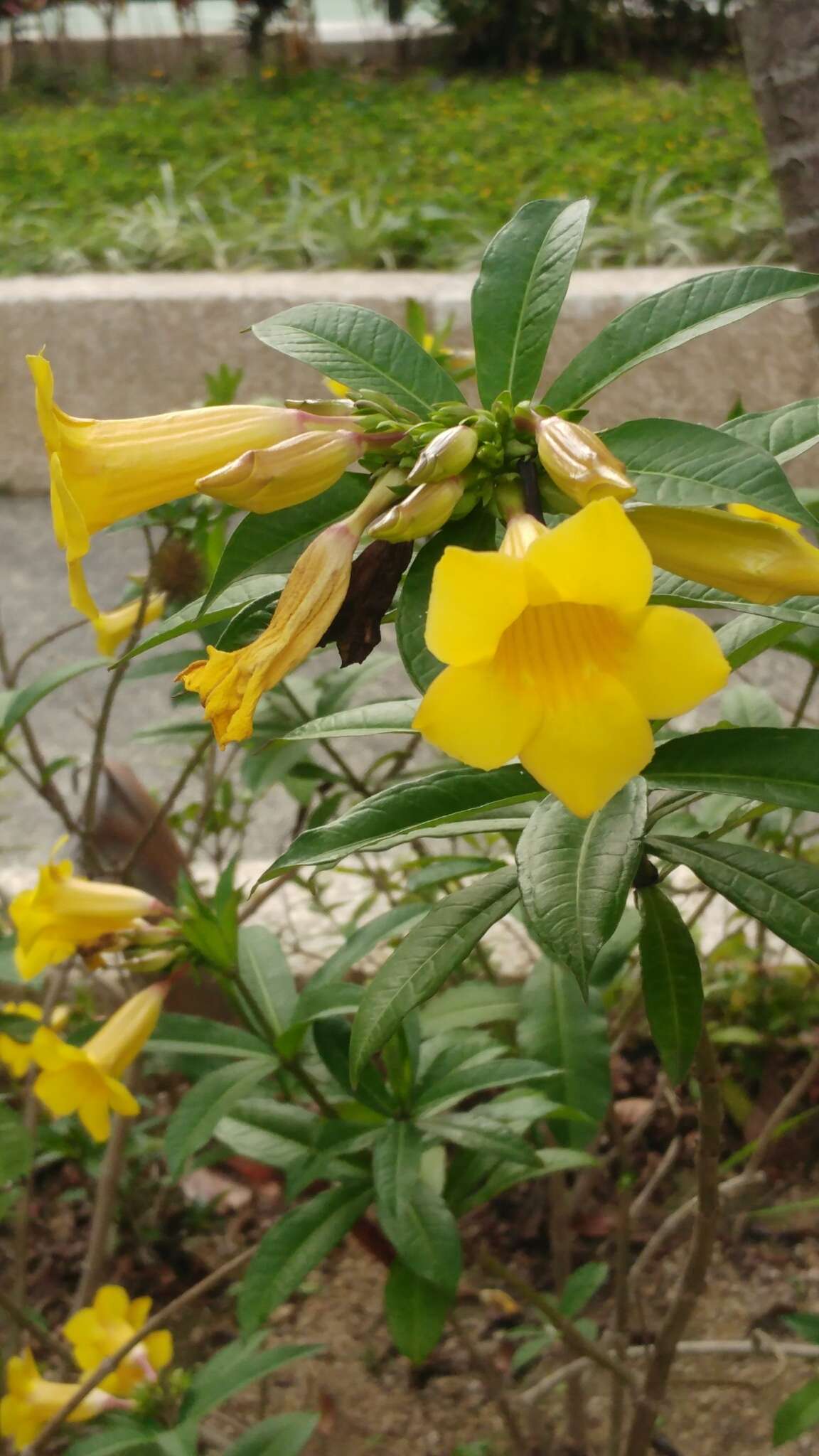 Image of bush allamanda