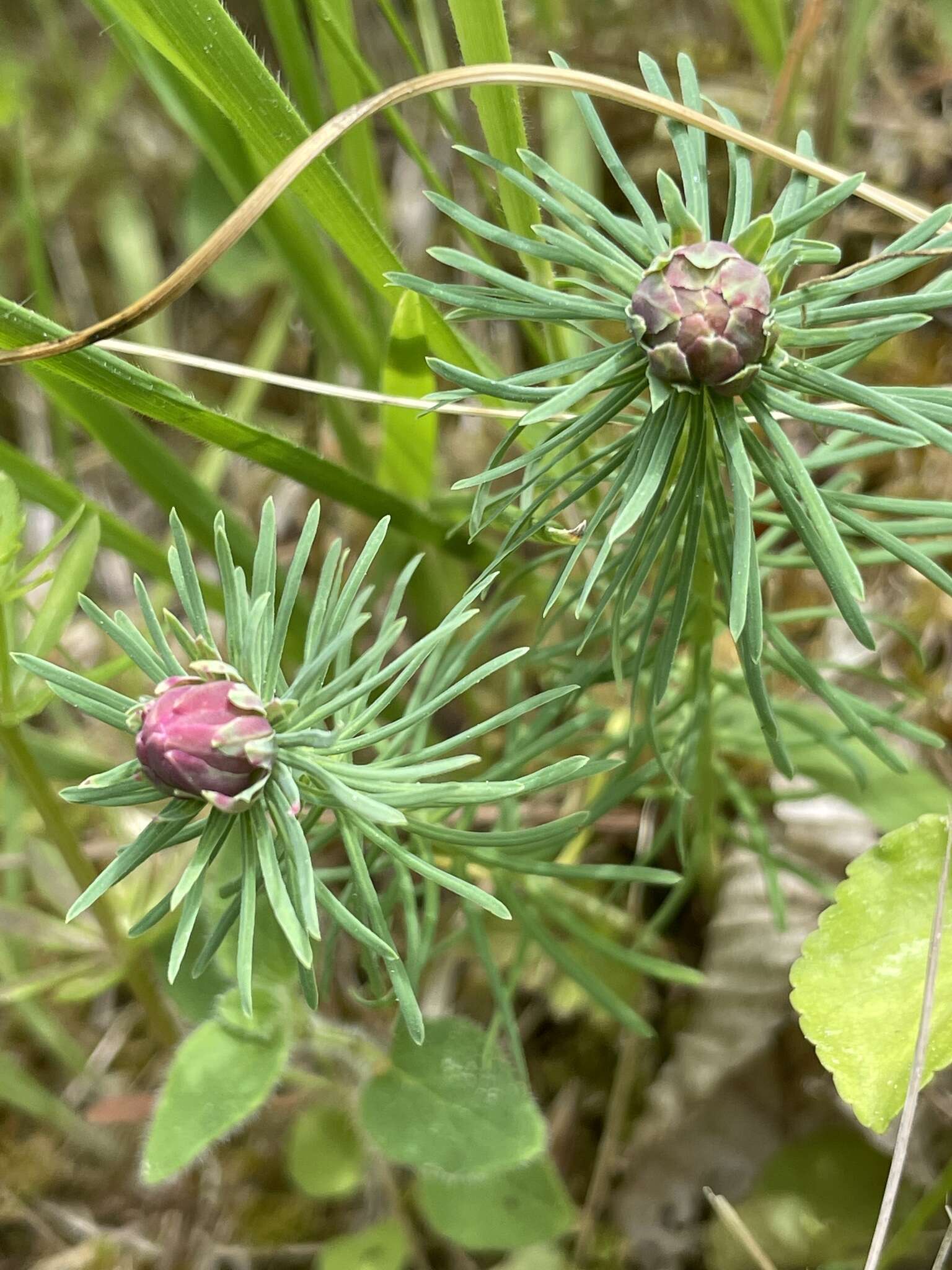 Image of Spurgia euphorbiae (Vallot 1827)