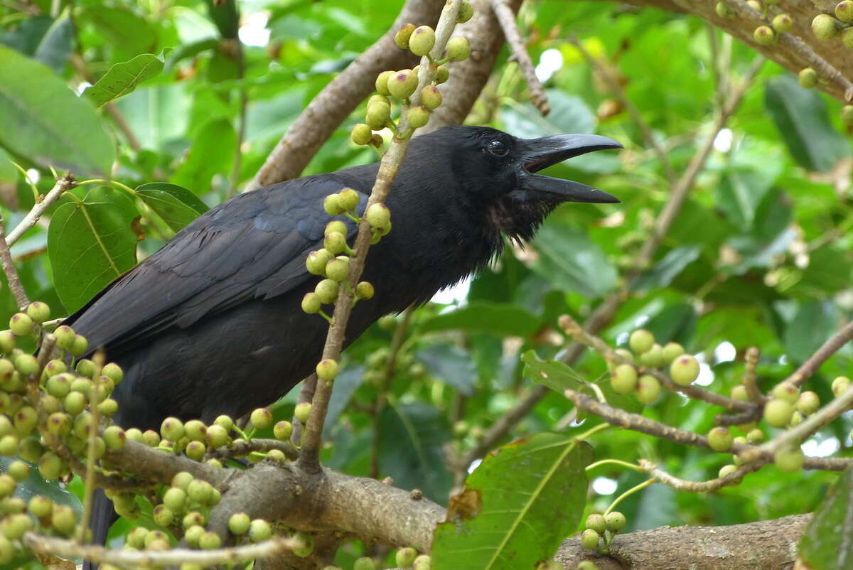 Image of Corvus macrorhynchos osai Ogawa 1905