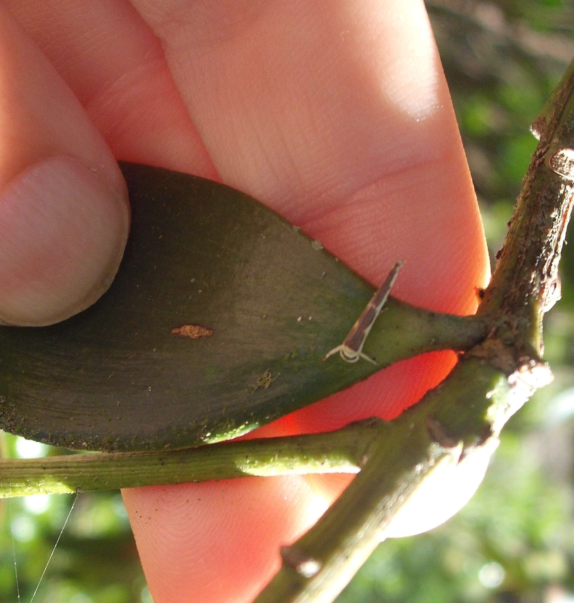 Image of Titoki moth