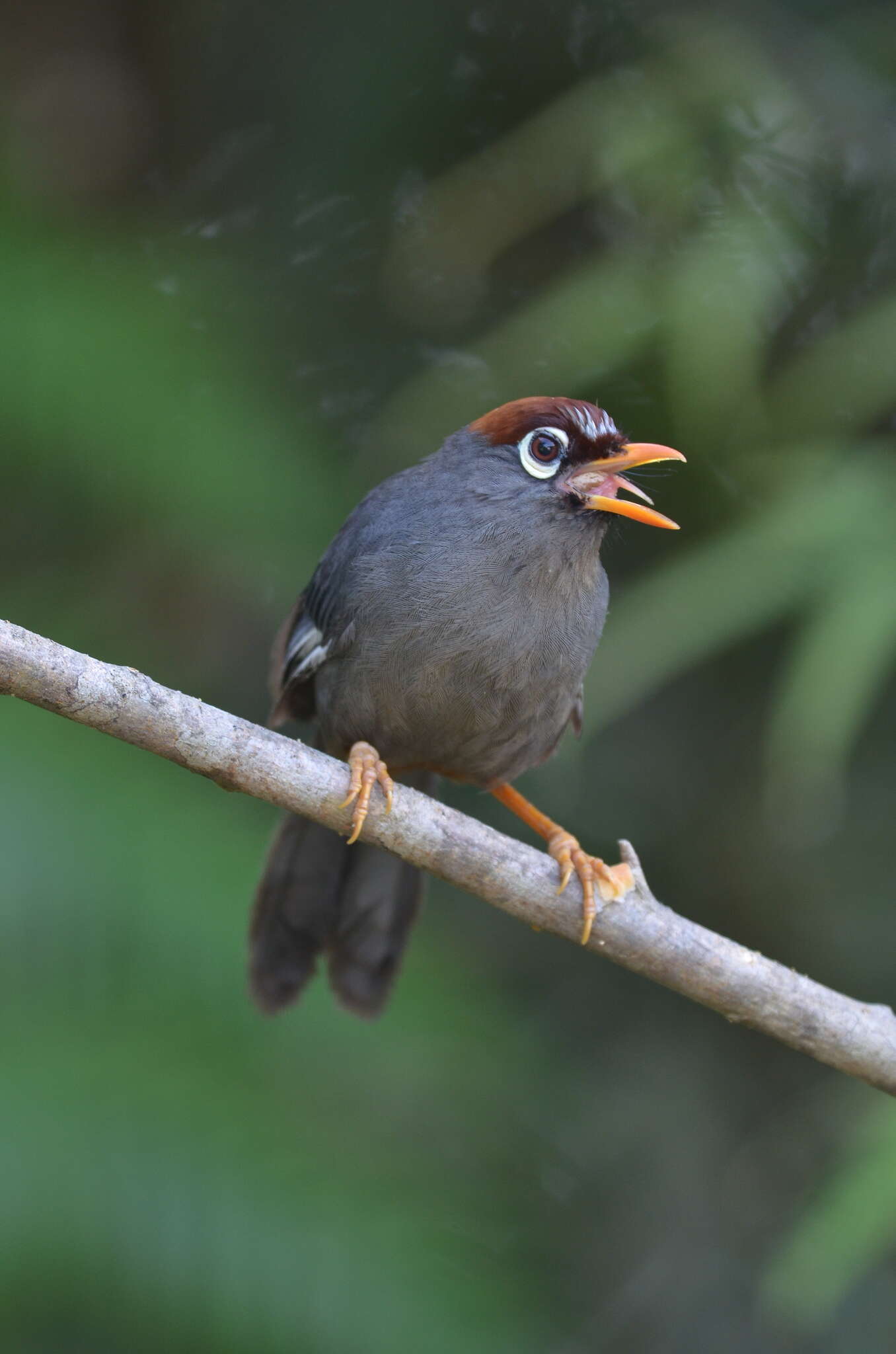 Image of Chestnut-capped Laughingthrush