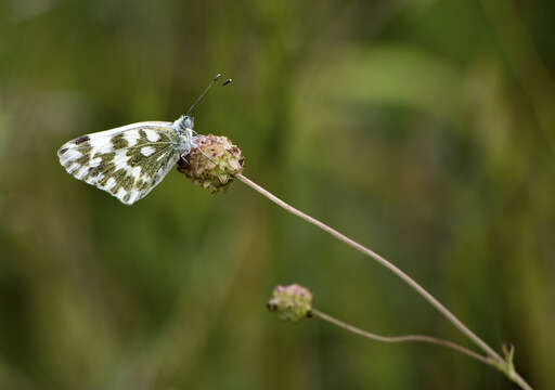 Image of Eastern Bath White