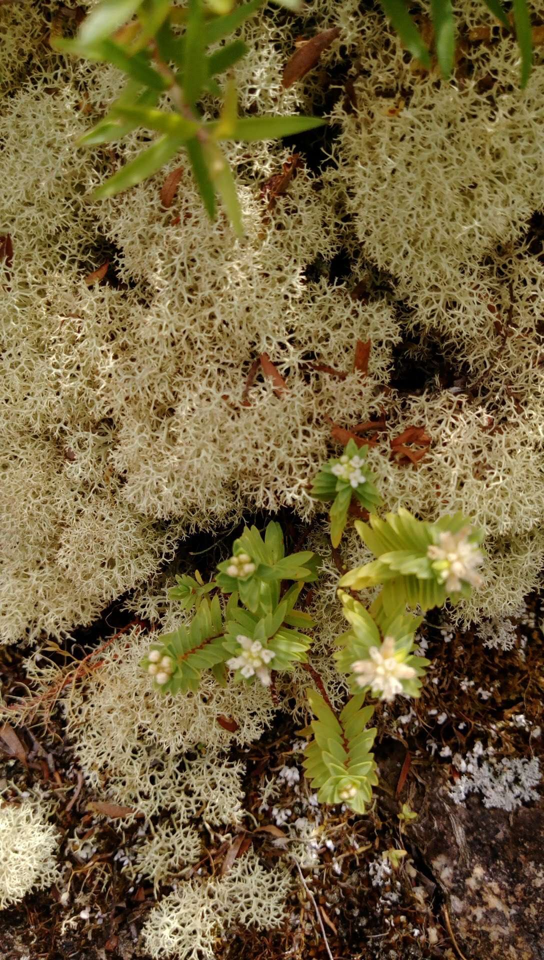 Image of Pimelea orthia C. J. Burrows & Thorsen