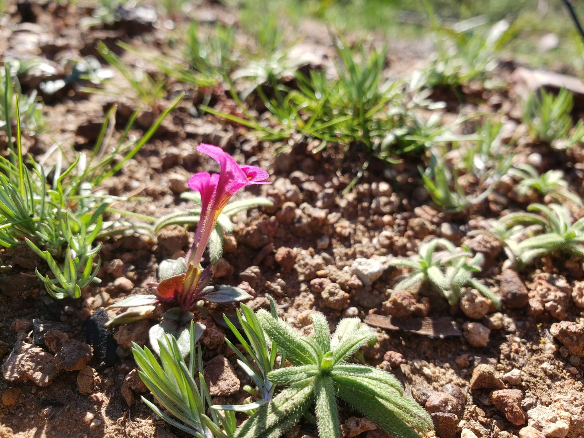 Image of Congdon's Monkey-Flower