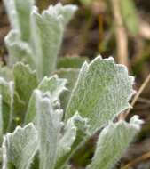 Image of Centella tridentata var. hermanniifolia