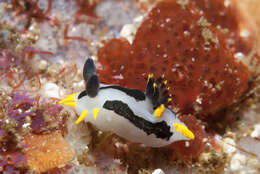 Image of Crowned nudibranch